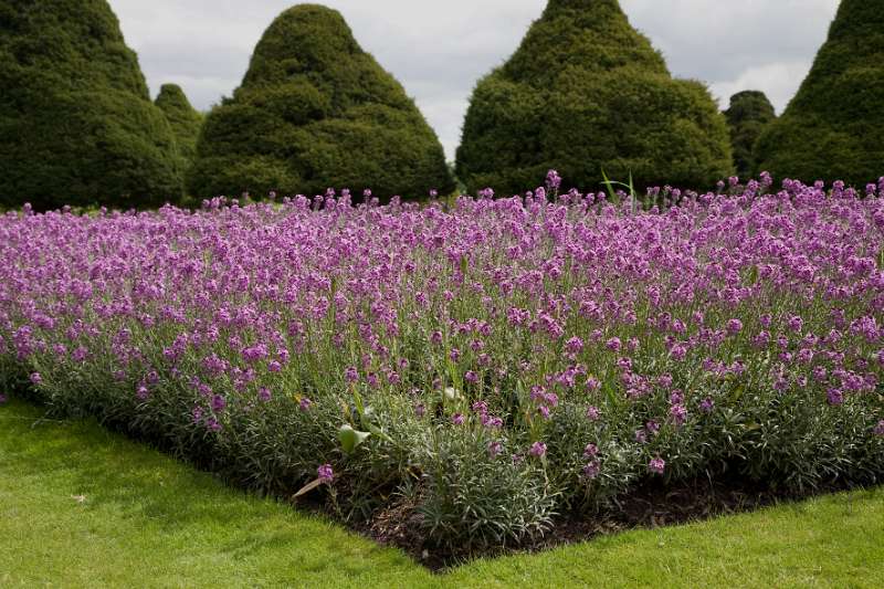 FH_090522_7994.jpg - Hampton Court - Britain