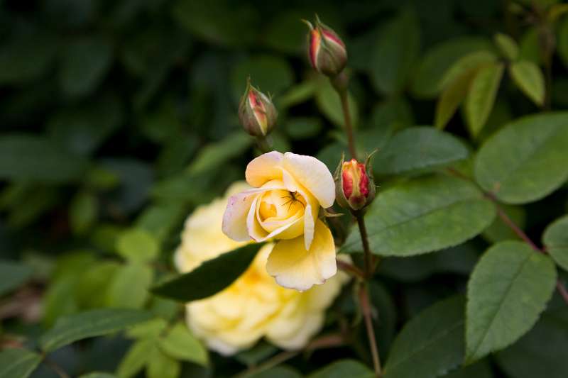 FH_090522_8094.jpg - Hampton Court Palace - Britain - The Rose Garden