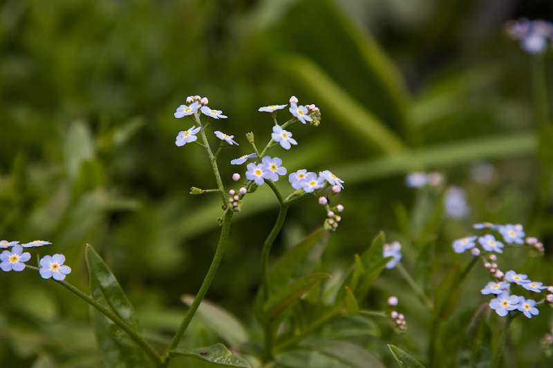 FH_090523_8163.jpg - Englefield Green - Surrey - The Savill Garden - Myosotis palustris - Moerasvergeet-mij-niet