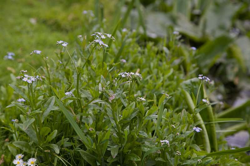 FH_090523_8165.jpg - Englefield Green - Surrey - The Savill Garden - Myosotis palustris - Moerasvergeet-mij-niet