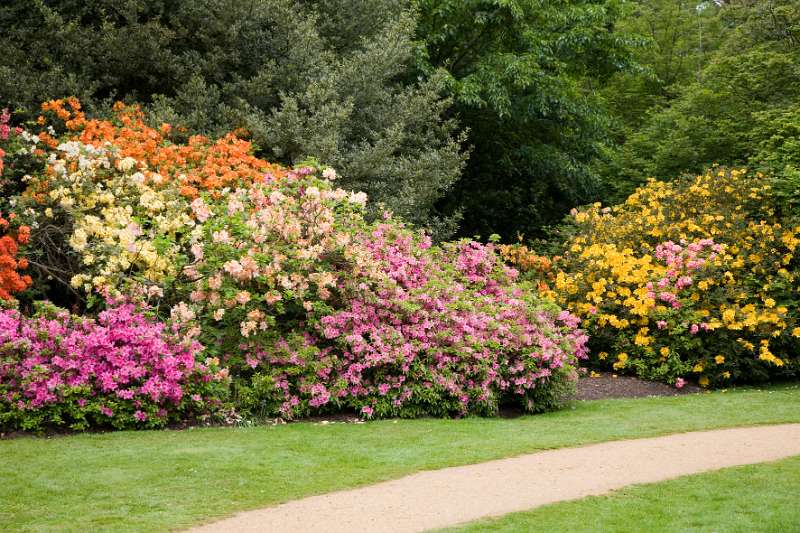 FH_090523_8166.jpg - Englefield Green - Surrey - The Savill Garden