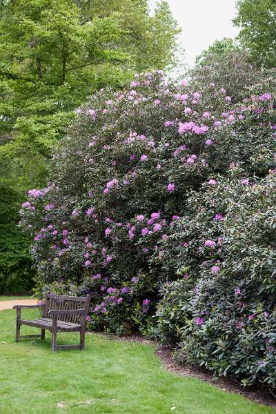 FH_090523_8167.jpg - Englefield Green - Surrey - The Savill Garden