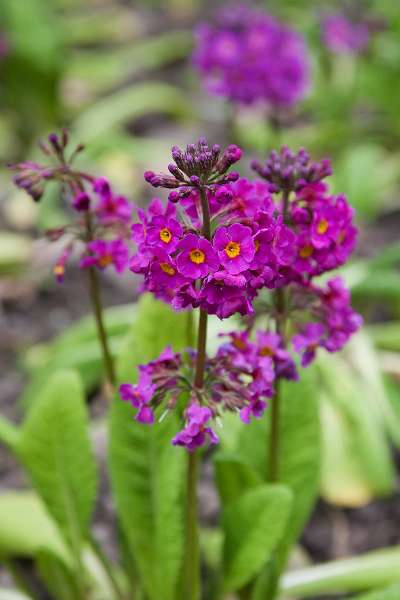 FH_090523_8179.jpg - Englefield Green - Surrey - The Savill Garden - Primula "Valley Red"