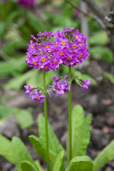 FH_090523_8180.jpg - Englefield Green - Surrey - The Savill Garden - Primula "Valley Red"