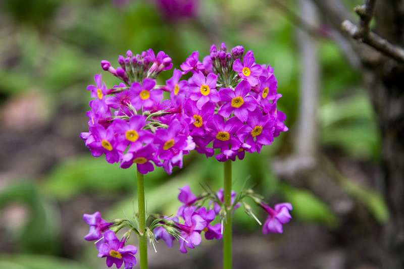 FH_090523_8181.jpg - Englefield Green - Surrey - The Savill Garden - Primula "Valley Red"