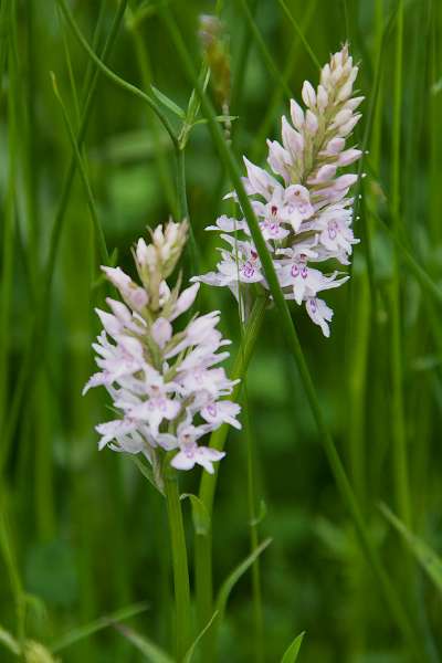 FH_090523_8183.jpg - Englefield Green - Surrey - The Savill Garden - The Orchard - Dactylorhiza sp.