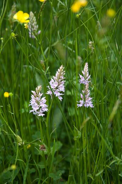 FH_090523_8184.jpg - Englefield Green - Surrey - The Savill Garden - The Orchard - Dactylorhiza sp.