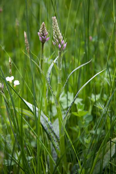 FH_090523_8185.jpg - Englefield Green - Surrey - The Savill Garden - The Orchard - Dactylorhiza sp.