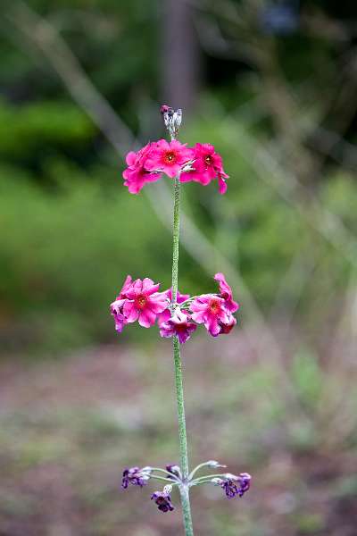 FH_090523_8186.jpg - Englefield Green - Surrey - The Savill Garden - Primula sp.