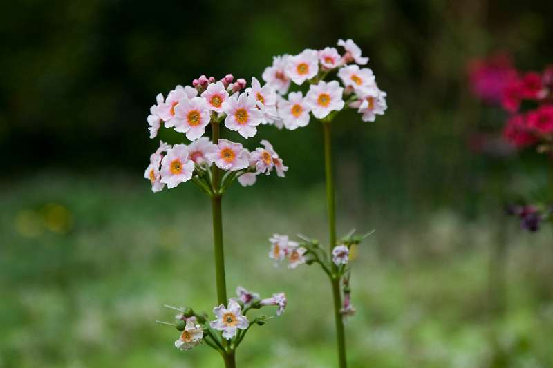 FH_090523_8198.jpg - Englefield Green - Surrey - The Savill Garden - Primula sp.