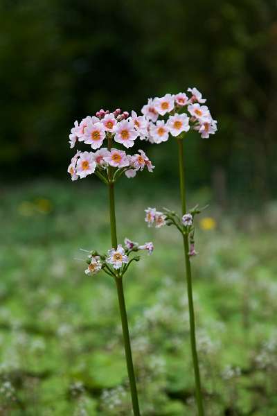 FH_090523_8200.jpg - Englefield Green - Surrey - The Savill Garden - Primula sp.