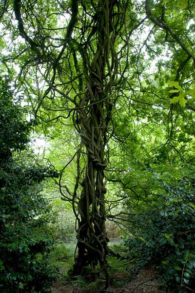 FH_090523_8207.jpg - Englefield Green - Surrey - The Savill Garden