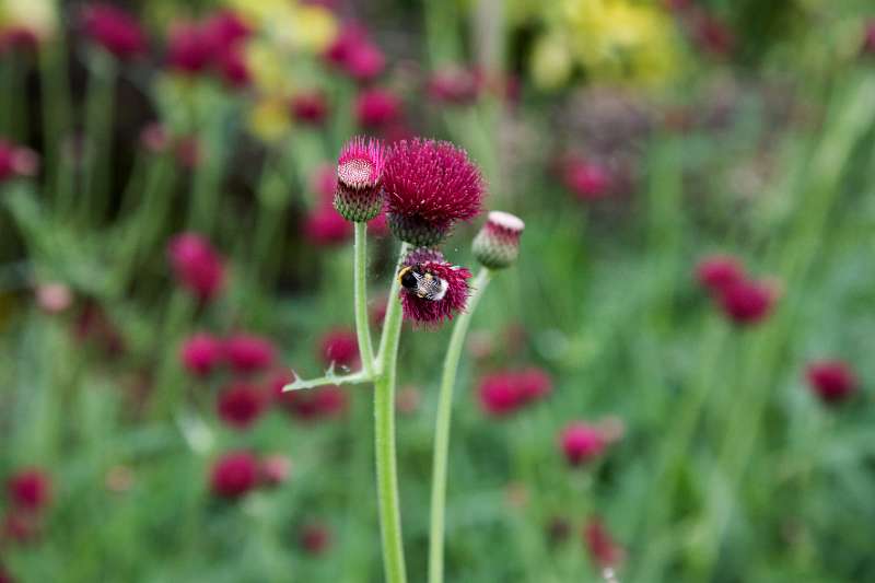 FH_090523_8220.jpg - Englefield Green - Surrey - The Savill Garden - The Golden Jubilee Garden - Cirsium Rivulare "Atropurpureum"