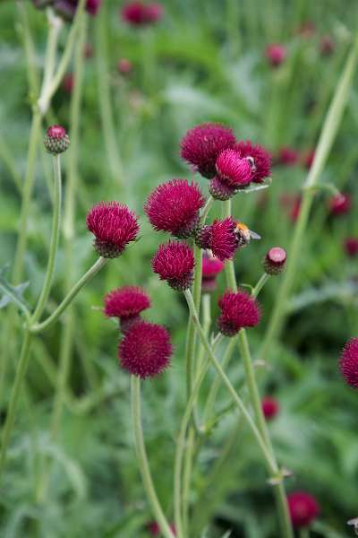 FH_090523_8221.jpg - Englefield Green - Surrey - The Savill Garden - The Golden Jubilee Garden - Cirsium Rivulare "Atropurpureum"