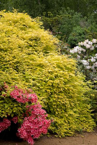 FH_090523_8241.jpg - Englefield Green - Surrey - The Savill Garden - The Temperate House