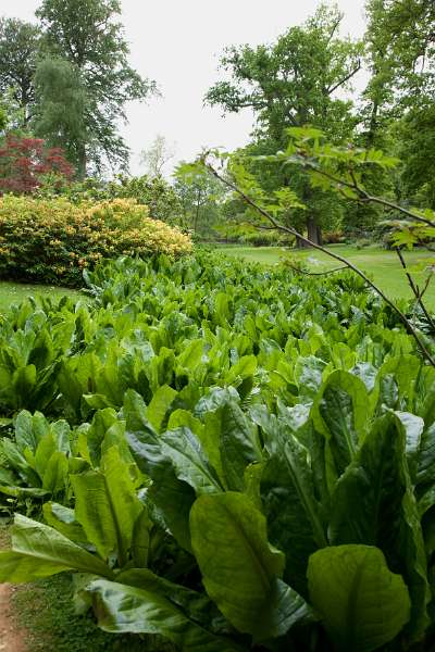 FH_090523_8259.jpg - Englefield Green - Surrey - The Savill Garden - Lysichiton camtschatcensis