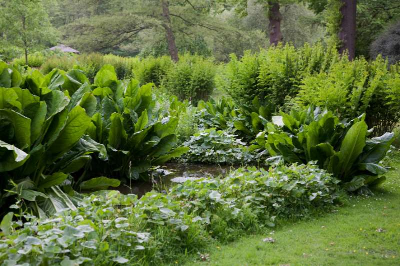 FH_090523_8270.jpg - Englefield Green - Surrey - The Savill Garden - Lysichiton camtschatcensis