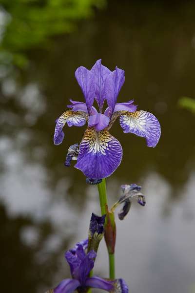 FH_090523_8273.jpg - Englefield Green - Surrey - The Savill Garden - Iris sp.