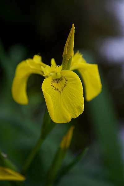 FH_090523_8276.jpg - Englefield Green - Surrey - The Savill Garden - Iris pseudacorus - Gele Lis