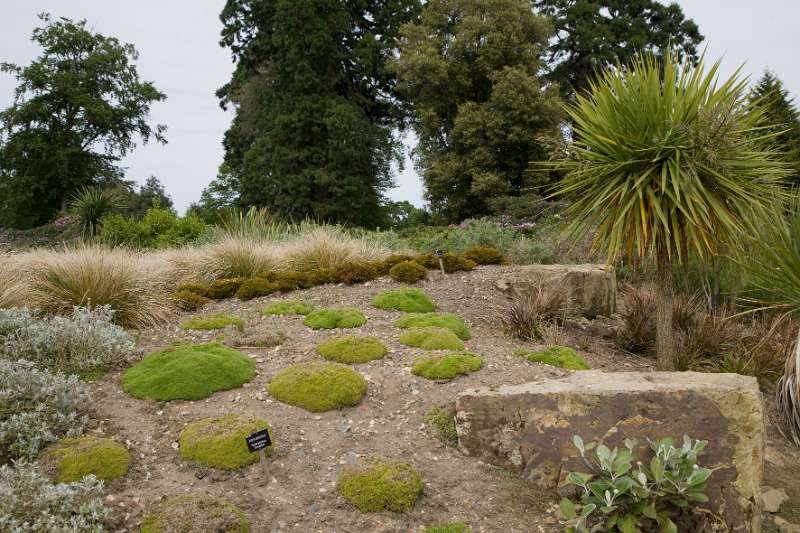 FH_090523_8278.jpg - Englefield Green - Surrey - The Savill Garden - New Zealand garden