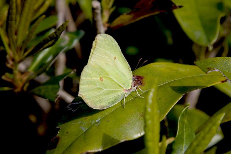 FH_090524_8345.jpg - Leonardslee Lakes & Gardens - Gonepteryx rhamni - Citroenvlinder