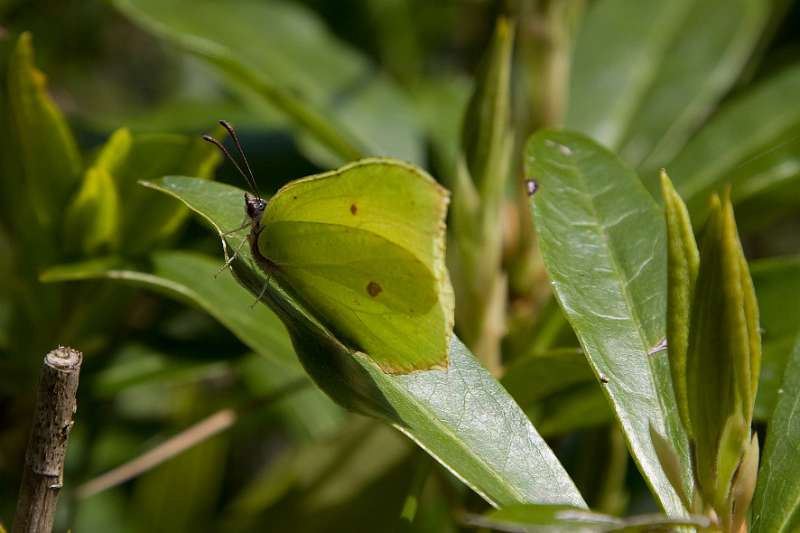 FH_090524_8346.jpg - Leonardslee Lakes & Gardens - Gonepteryx rhamni - Citroenvlinder