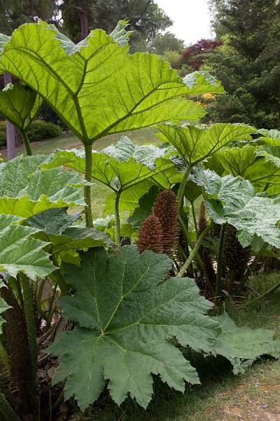 FH_090524_8360.jpg - Leonardslee Lakes & Gardens - Gunnera