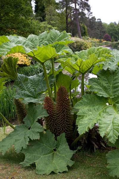 FH_090524_8361.jpg - Leonardslee Lakes & Gardens - Gunnera