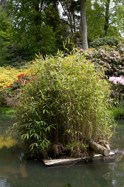 FH_090524_8386.jpg - Leonardslee Lakes & Gardens - The Mossy Ghill Pond