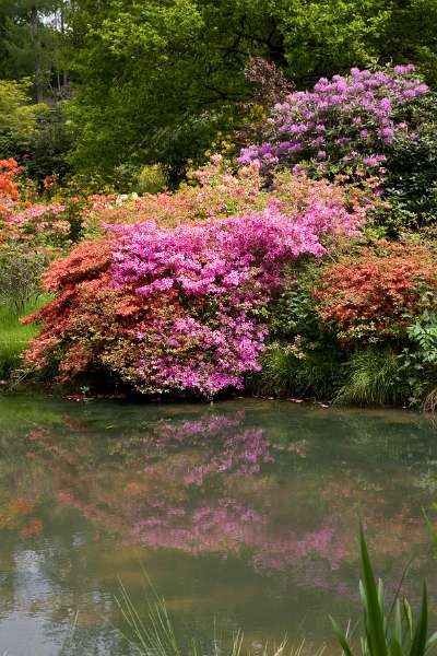 FH_090524_8389.jpg - Leonardslee Lakes & Gardens - The Mossy Ghill Pond