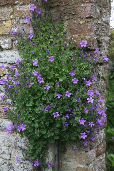 FH_090525_8419.jpg - Sissinghurst Castle Garden