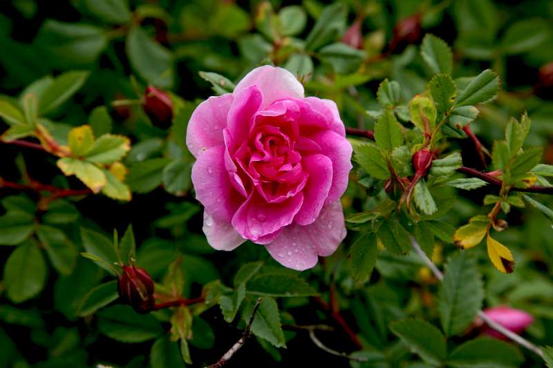 FH_090525_8449.jpg - Sissinghurst Castle Garden - Rose Garden