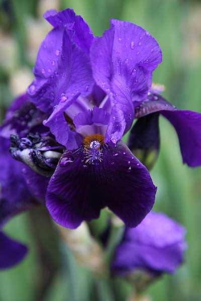 FH_090525_8455.jpg - Sissinghurst Castle Garden - Iris with "diamond"