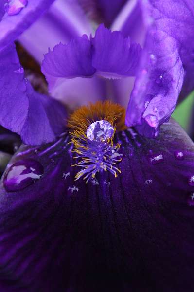 FH_090525_8455a.jpg - Sissinghurst Castle Garden - Iris with "diamond"