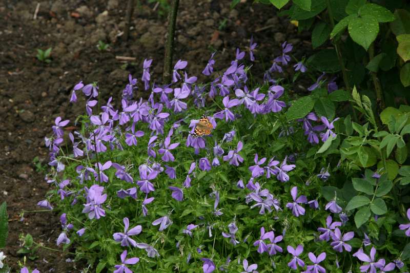 FH_090525_8465.jpg - Sissinghurst Castle Garden - Vanessa cardui - Distelvlinder