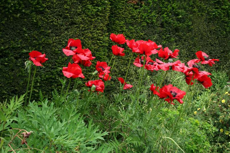 FH_090525_8472.jpg - Sissinghurst Castle Garden