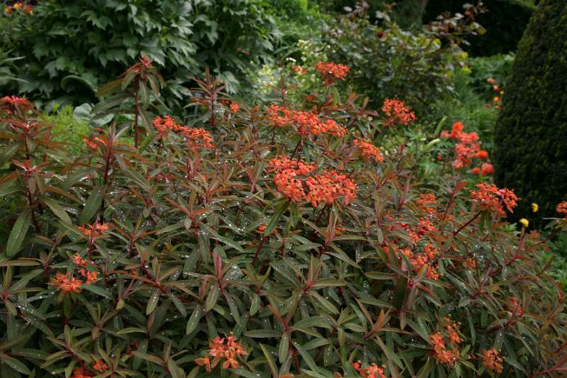 FH_090525_8482.jpg - Sissinghurst Castle Garden - Euphorbia griffiti "Dixter"