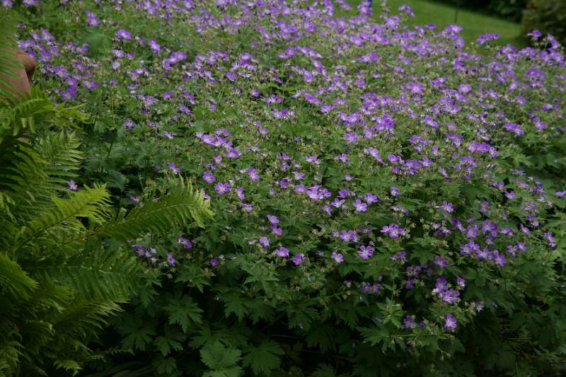 FH_090525_8493.jpg - Sissinghurst Castle Garden