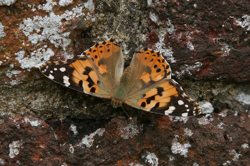 FH_090525_8518.jpg - Sissinghurst Castle Garden - The Moat Walk - Vanessa cardui - Distelvlinder