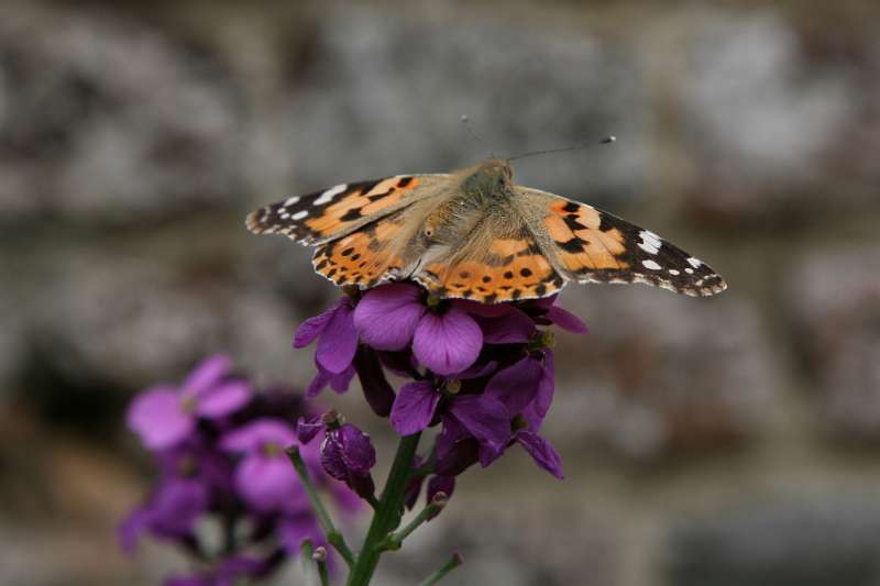 FH_090525_8519.jpg - Sissinghurst Castle Garden - The Moat Walk - Vanessa cardui - Distelvlinder