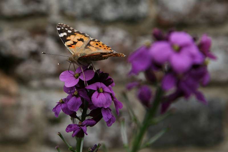 FH_090525_8520.jpg - Sissinghurst Castle Garden - The Moat Walk - Vanessa cardui - Distelvlinder