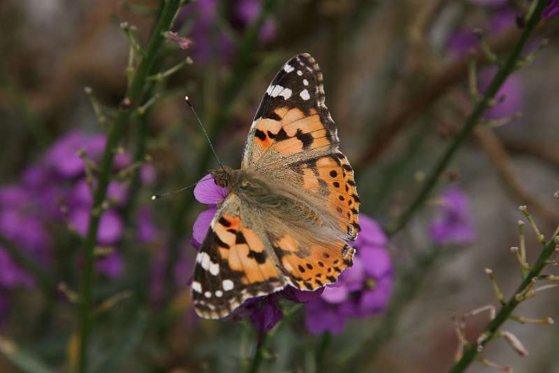 FH_090525_8522.jpg - Sissinghurst Castle Garden - The Moat Walk - Vanessa cardui - Distelvlinder