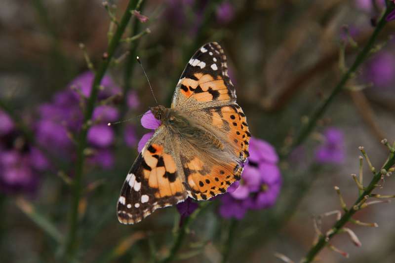 FH_090525_8523.jpg - Sissinghurst Castle Garden - The Moat Walk - Vanessa cardui - Distelvlinder