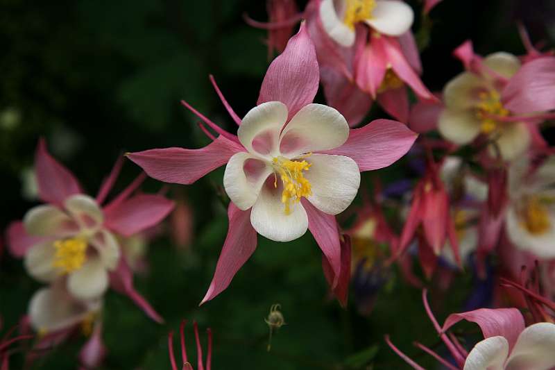 FH_090525_8540.jpg - Sissinghurst Castle Garden