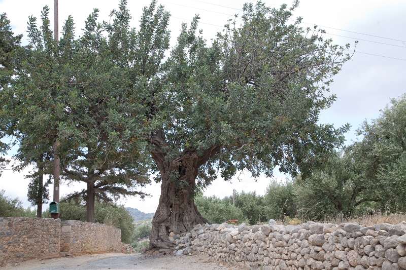 Kreta_1092.JPG - Kreta, Kritsa - Olijfboom bij het kerkje Panagía i Kerá