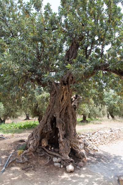 Kreta_1098.JPG - Kreta, Kritsa - Olijfboom bij het kerkje Panagía i Kerá