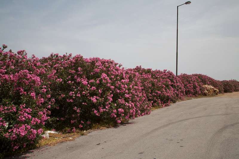 Kreta_1297.JPG - Kreta, on the road, Astáli