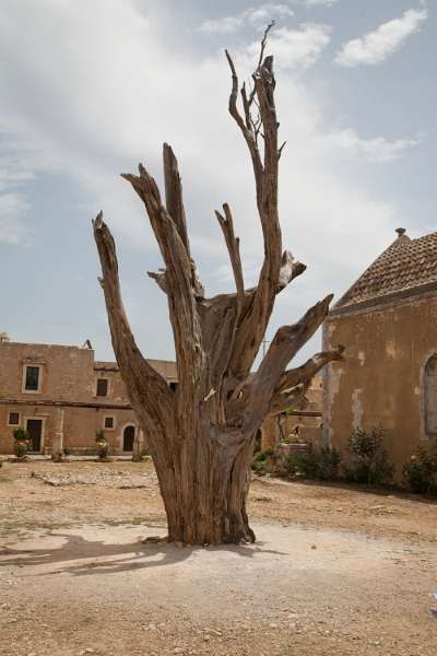 Kreta_1308.JPG - Kreta, Moní Arkádi - The Bullet Tree