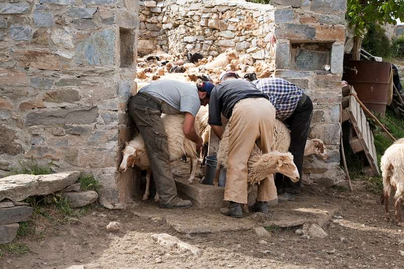 Kreta_1342.JPG - Kreta, Nída-Hoogvlakte - Herders melken hun schapen