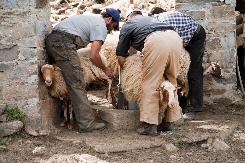 Kreta_1343.JPG - Kreta, Nída-Hoogvlakte - Herders melken hun schapen